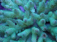 画像2: No.49 フィジー産 ハイマツミドリイシ (2)