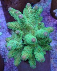 画像1: No.50 フィジー産 ツツユビミドリイシ (1)