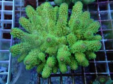 画像1: No.51 フィジー産 ツツユビミドリイシ (1)