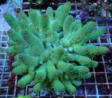 画像1: No.52 フィジー産 ツツユビミドリイシ (1)