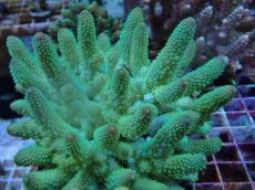 画像2: No.52 フィジー産 ツツユビミドリイシ (2)