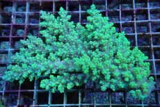 画像1: No.53 フィジー産 ハリエダミドリイシ (1)