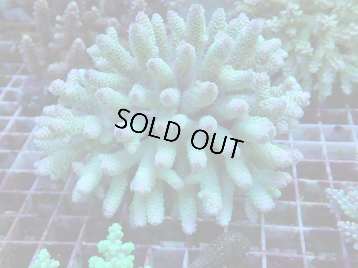 画像1: No.54 フィジー産 ハイマツミドリイシ (1)