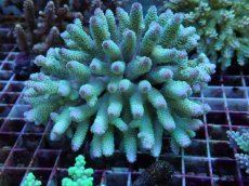 画像1: No.54 フィジー産 ハイマツミドリイシ (1)