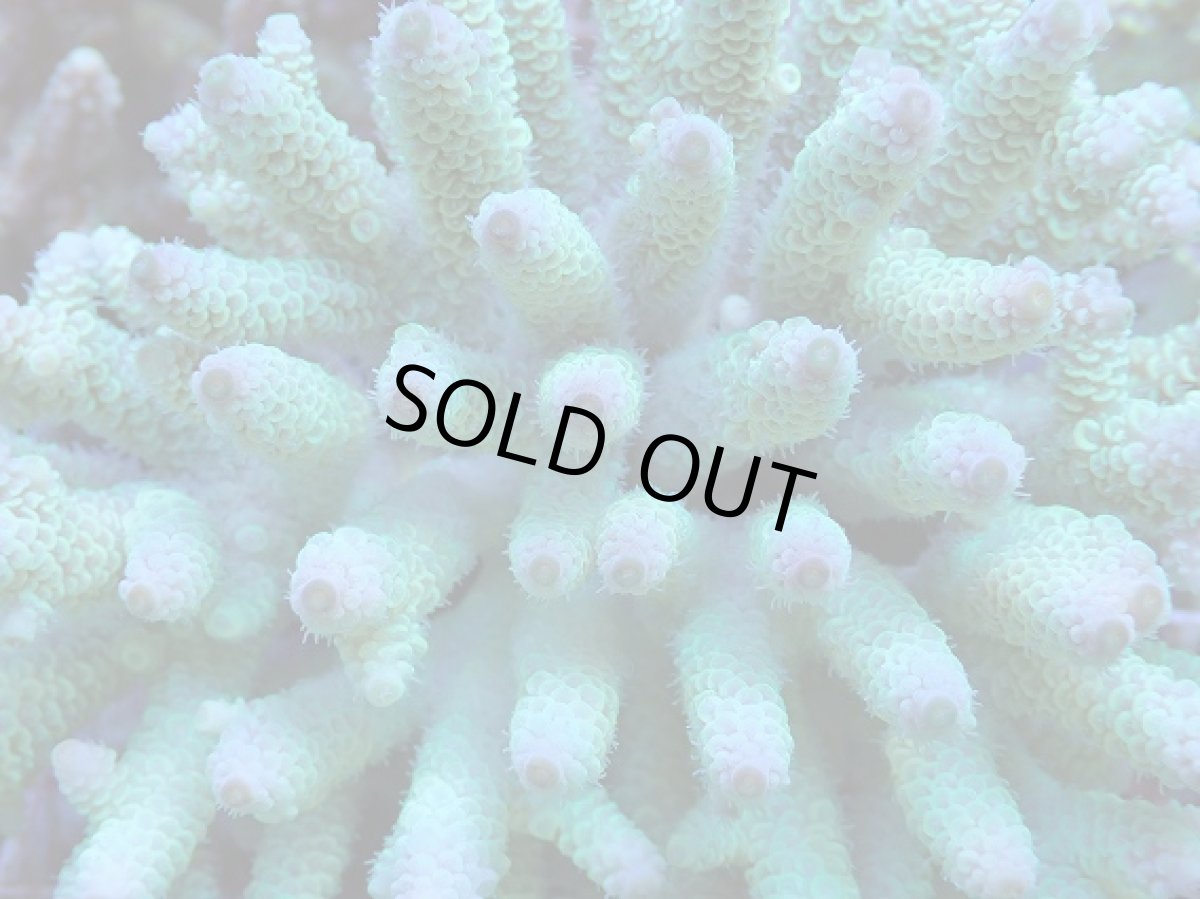 画像2: No.54 フィジー産 ハイマツミドリイシ (2)