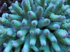 画像2: No.54 フィジー産 ハイマツミドリイシ (2)