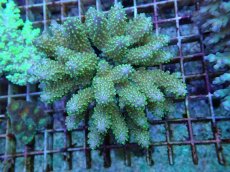 画像1: No.55 フィジー産 浅場ミドリイシ (1)