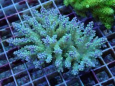 画像1: No.56 フィジー産 スゲミドリイシ (1)