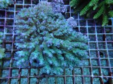 画像1: No.57 フィジー産 ツツ系ミドリイシ (1)