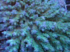 画像2: No.57 フィジー産 ツツ系ミドリイシ (2)