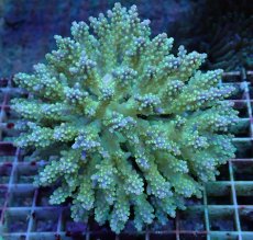 画像1: No.58 フィジー産 スゲミドリイシ (1)