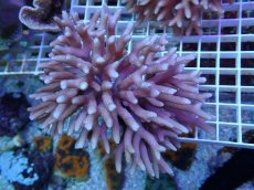 画像1: No.59 フィジー産 フトトゲサンゴ　ピンク (1)