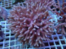 画像1: No.60 フィジー産 フトトゲサンゴ　ピンク (1)