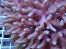 画像2: No.60 フィジー産 フトトゲサンゴ　ピンク (2)