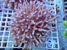画像1: No.61 フィジー産 フトトゲサンゴ　ピンク (1)