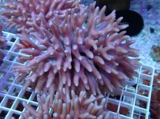 画像1: No.62 フィジー産 フトトゲサンゴ　ピンク (1)