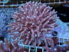 画像1: No.63 フィジー産 フトトゲサンゴ　ピンク (1)