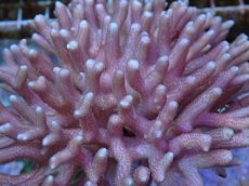 画像2: No.63 フィジー産 フトトゲサンゴ　ピンク (2)