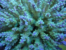 画像2: No.64 フィジー産 スゲミドリイシ (2)