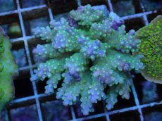 画像1: No.65 フィジー産 スゲミドリイシ (1)