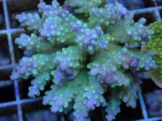 画像2: No.65 フィジー産 スゲミドリイシ (2)