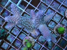 画像1: No.66 フィジー産 スギノキミドリイシ (1)