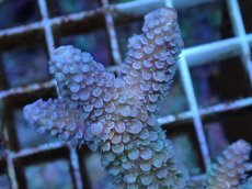 画像2: No.66 フィジー産 スギノキミドリイシ (2)