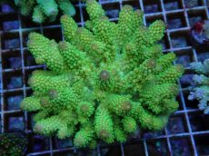 画像1: No.67 フィジー産 ツツユビミドリイシ (1)