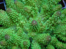 画像2: No.67 フィジー産 ツツユビミドリイシ (2)