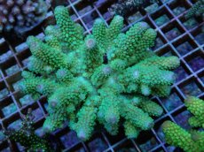 画像1: No.68 フィジー産 ツツユビミドリイシ (1)