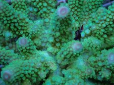 画像2: No.68 フィジー産 ツツユビミドリイシ (2)