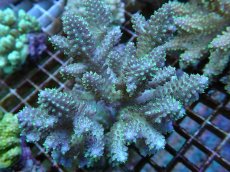 画像1: No.69 フィジー産 浅場ミドリイシ (1)