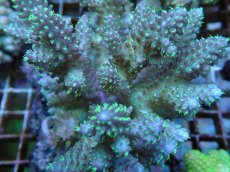 画像2: No.69 フィジー産 浅場ミドリイシ (2)