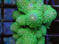 画像2: No.70 フィジー産 ツツユビミドリイシ (2)