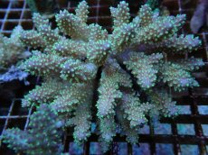 画像1: No.71 フィジー産 浅場ミドリイシ (1)