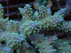 画像2: No.71 フィジー産 浅場ミドリイシ (2)