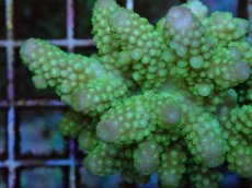 画像2: No.72 フィジー産 ツツユビミドリイシ (2)