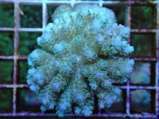 画像1: No.73 フィジー産 クシハダミドリイシ (1)