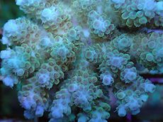 画像2: No.73 フィジー産 クシハダミドリイシ (2)