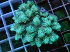 画像1: No.74 フィジー産 ハイマツミドリイシ (1)