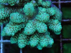 画像2: No.74 フィジー産 ハイマツミドリイシ (2)