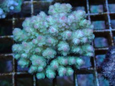 画像1: No.75 フィジー産 カドエダミドリイシ (1)