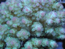 画像2: No.75 フィジー産 カドエダミドリイシ (2)