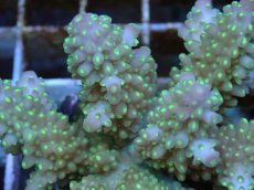 画像2: No.76 フィジー産 浅場ミドリイシ (2)