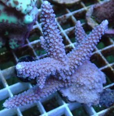 画像1: No.77 フィジー産 スギノキミドリイシ (1)