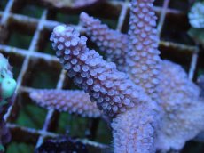 画像2: No.77 フィジー産 スギノキミドリイシ (2)