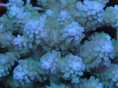 画像2: No.78 フィジー産 浅場ミドリイシ (2)