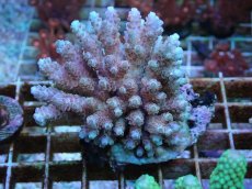 画像1: No.79 フィジー産 クシハダミドリイシ (1)