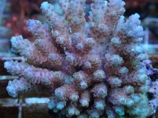 画像2: No.79 フィジー産 クシハダミドリイシ (2)