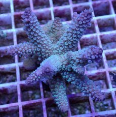 画像1: No.80 フィジー産 スギノキミドリイシ (1)